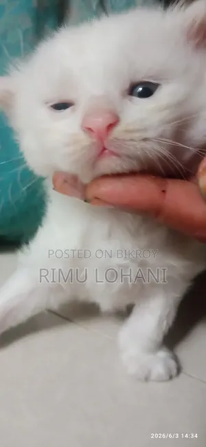 1-3 Months Male Purebred Persian