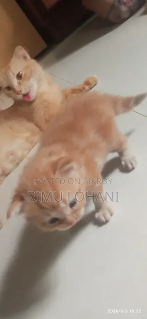 1-3 Months Male Purebred Persian