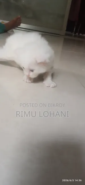 1-3 Months Male Purebred Persian