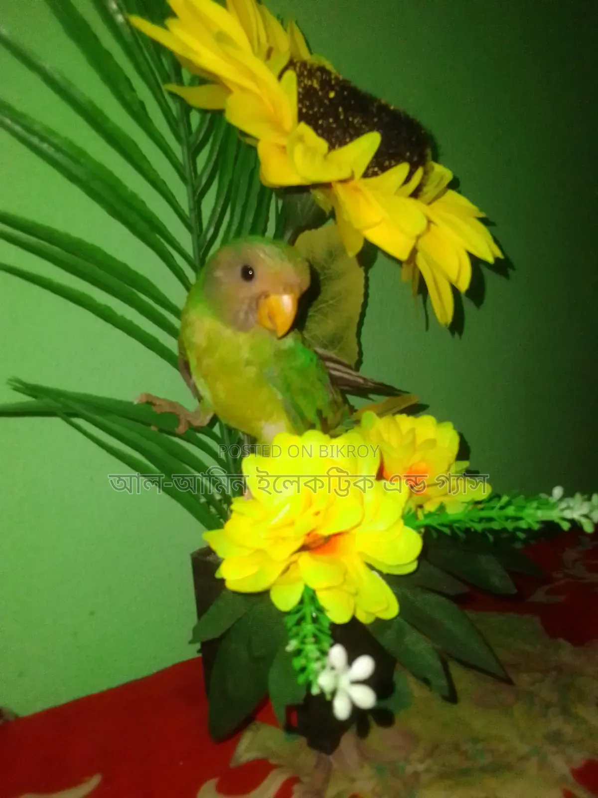 Ringneck Parakeet