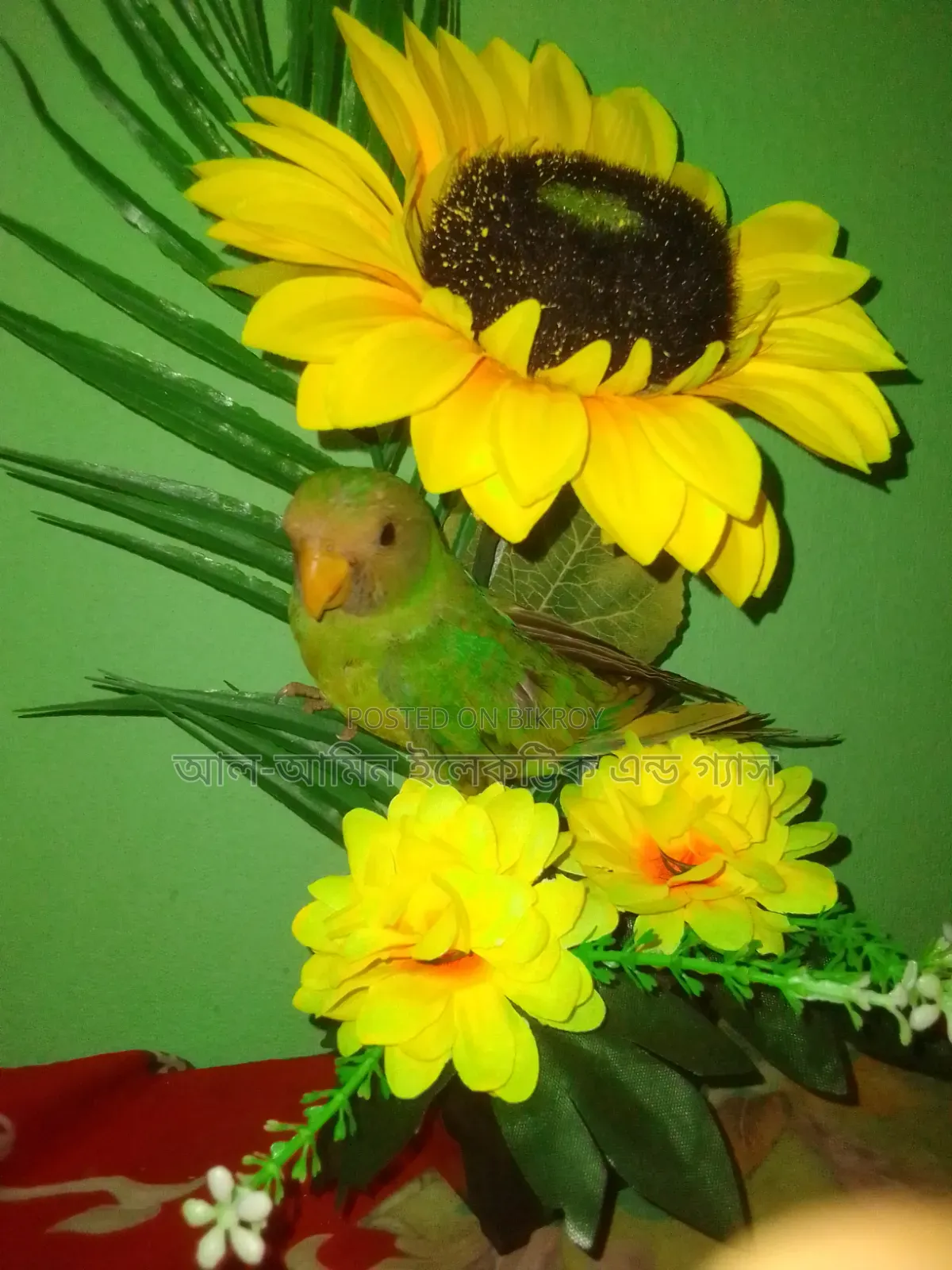 Ringneck Parakeet