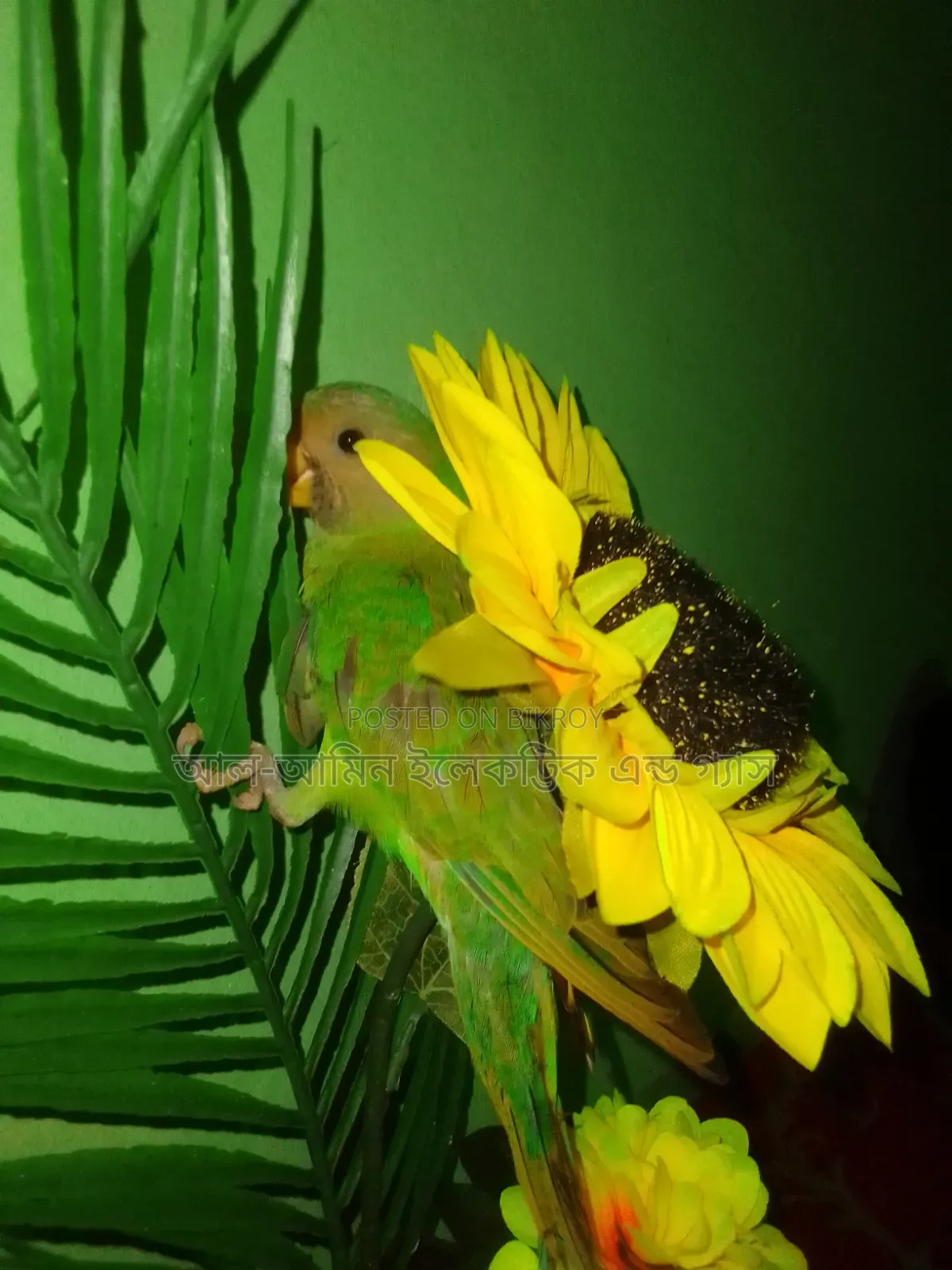 Ringneck Parakeet