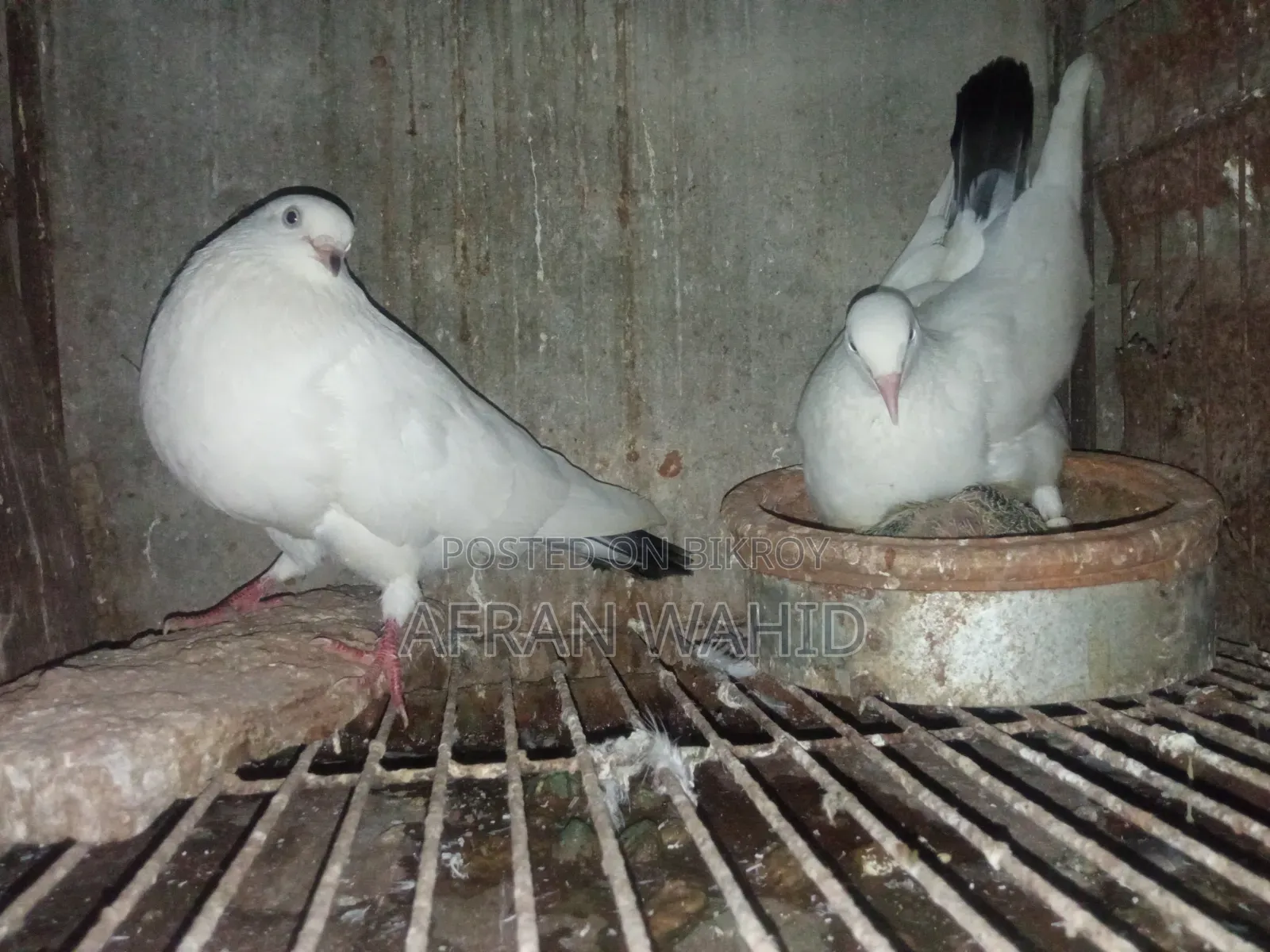 কালদম জোরা বাচ্ছা সহ