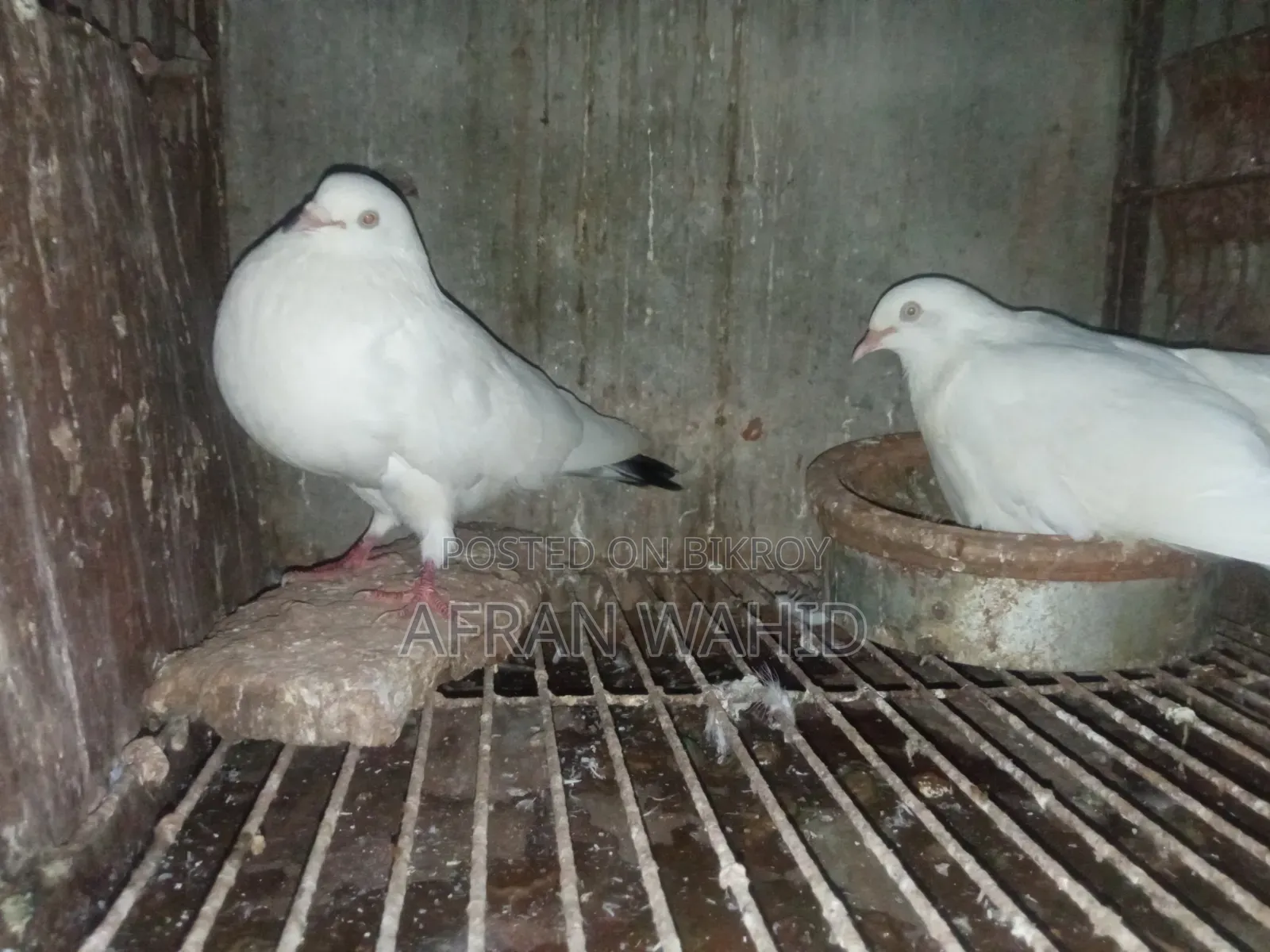 কালদম জোরা বাচ্ছা সহ