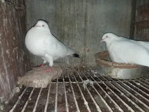 কালদম জোরা বাচ্ছা সহ