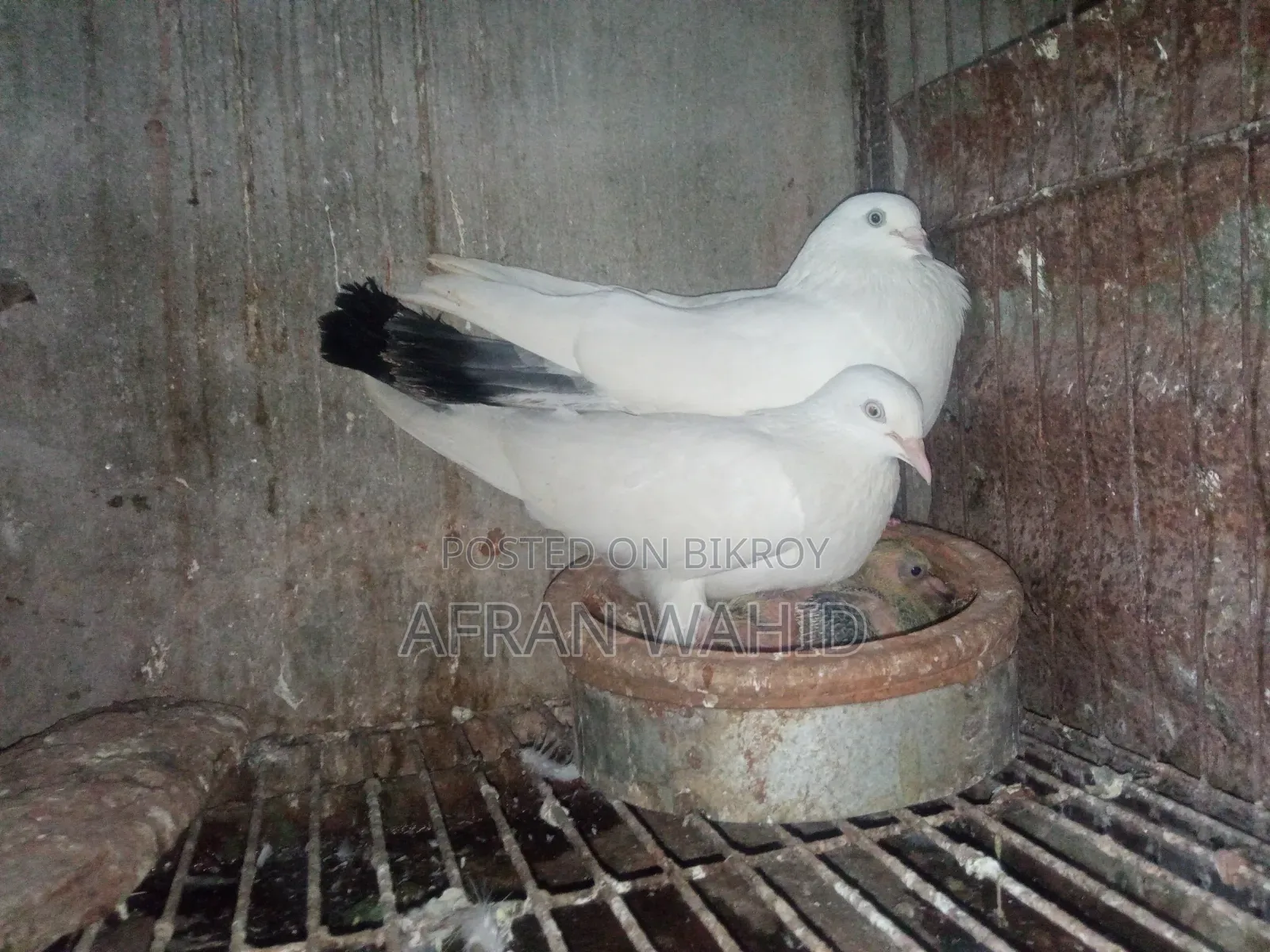 কালদম জোরা বাচ্ছা সহ