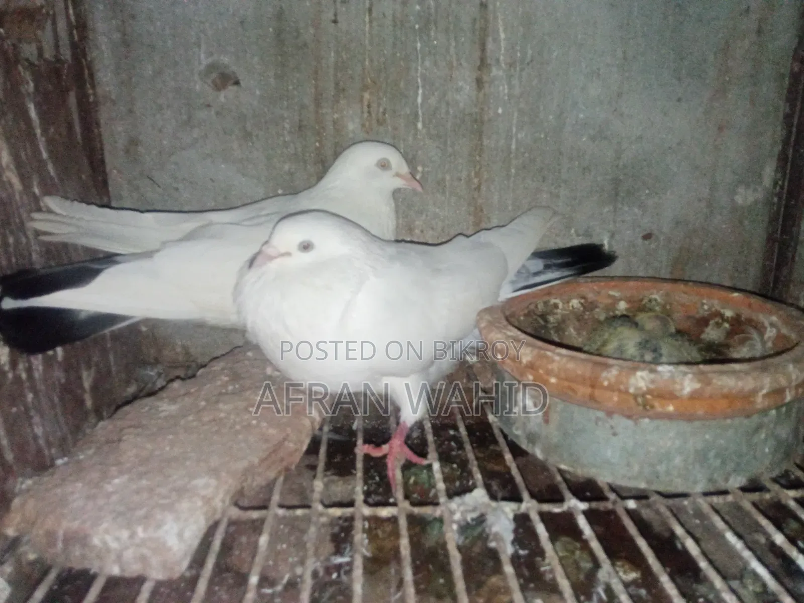 কালদম জোরা বাচ্ছা সহ
