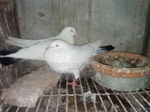 কালদম জোরা বাচ্ছা সহ
