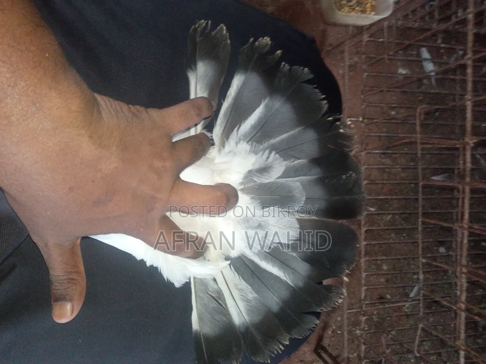 কালদম জোরা বাচ্ছা সহ