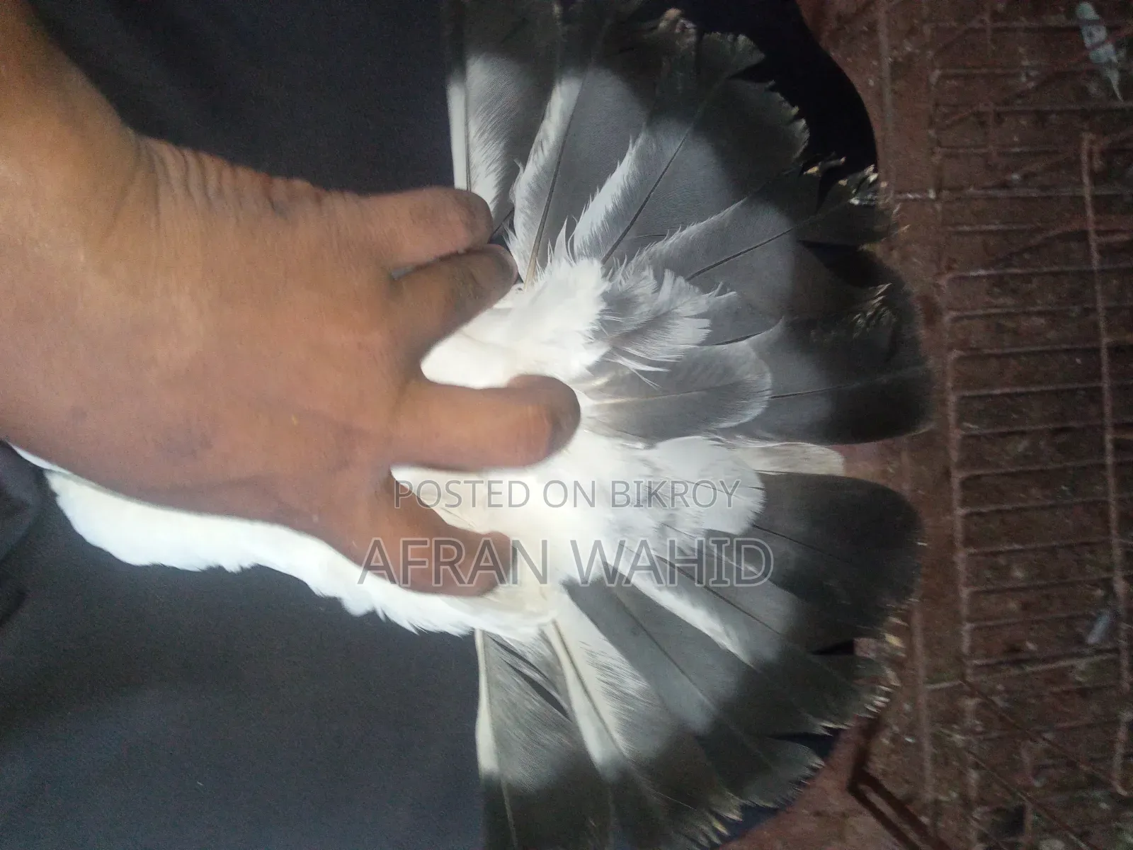 কালদম জোরা বাচ্ছা সহ