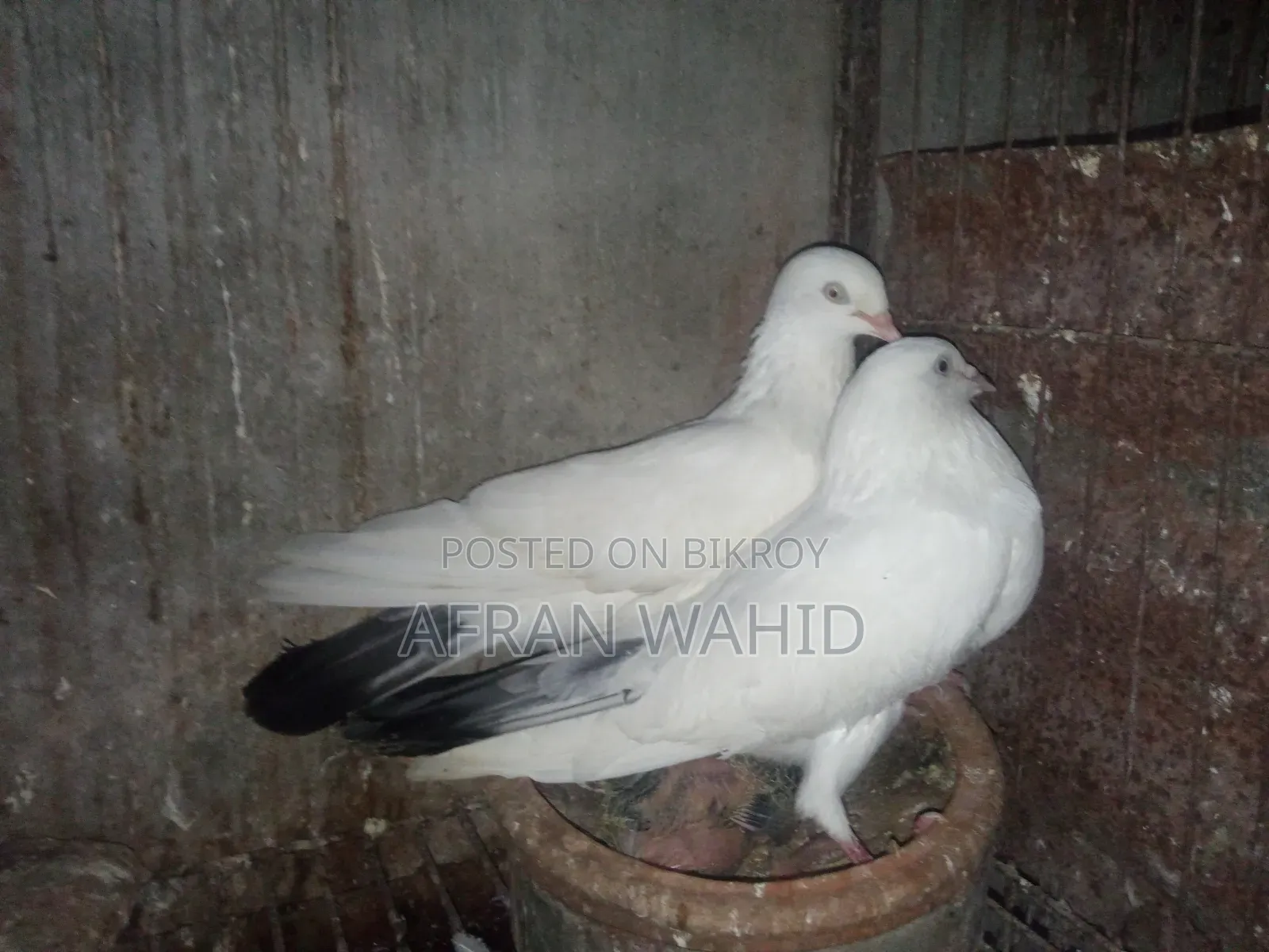 কালদম জোরা বাচ্ছা সহ