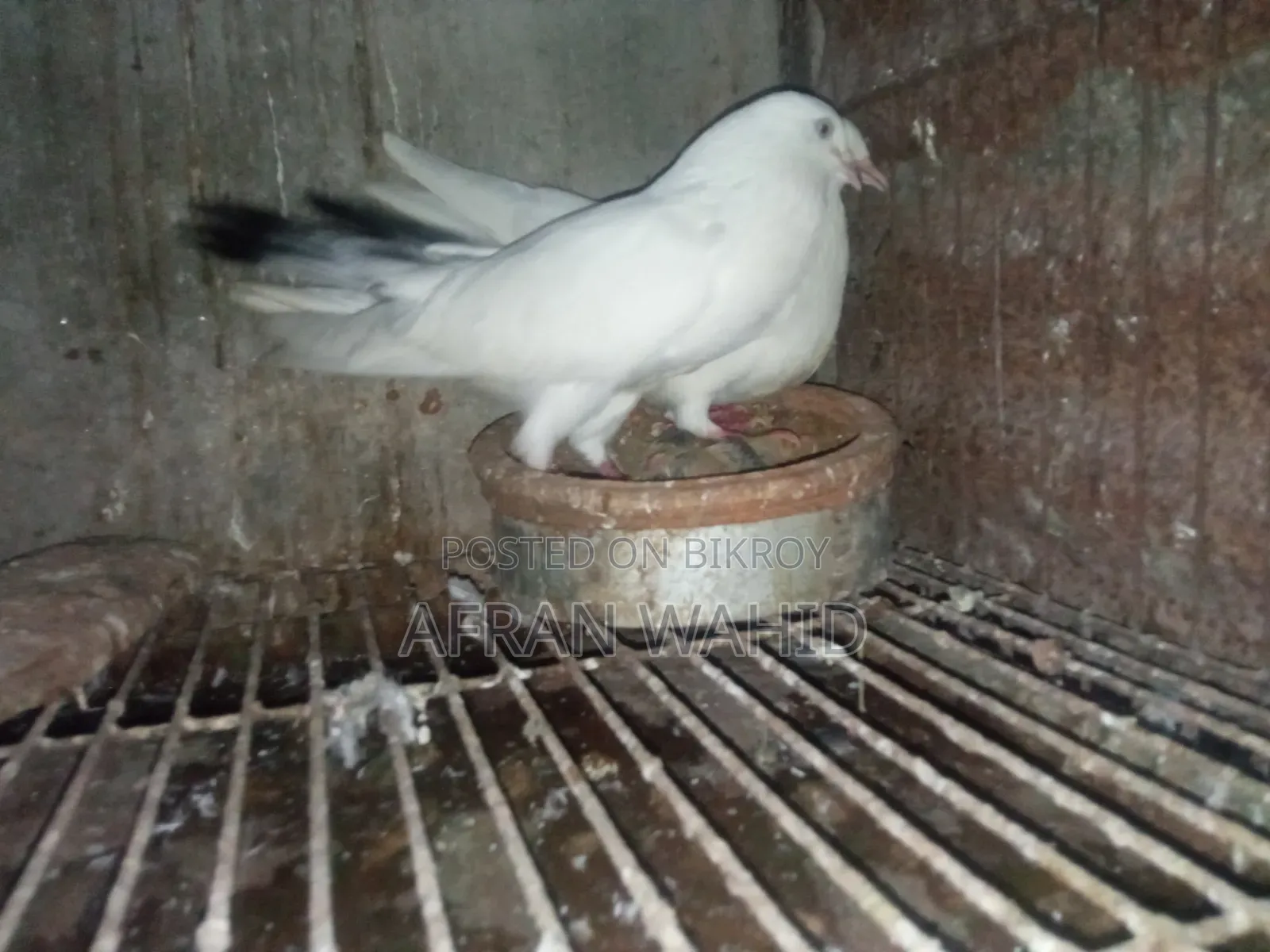 কালদম জোরা বাচ্ছা সহ
