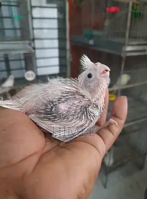 ককাটেলও লাভবার্ড সুপারটেম সাইজবেবি