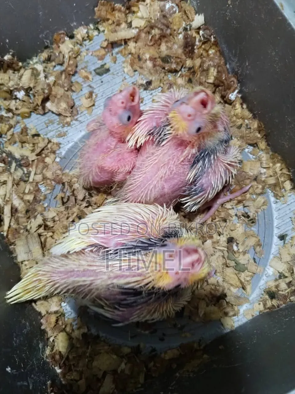 ককাটেলও লাভবার্ড সুপারটেম সাইজবেবি