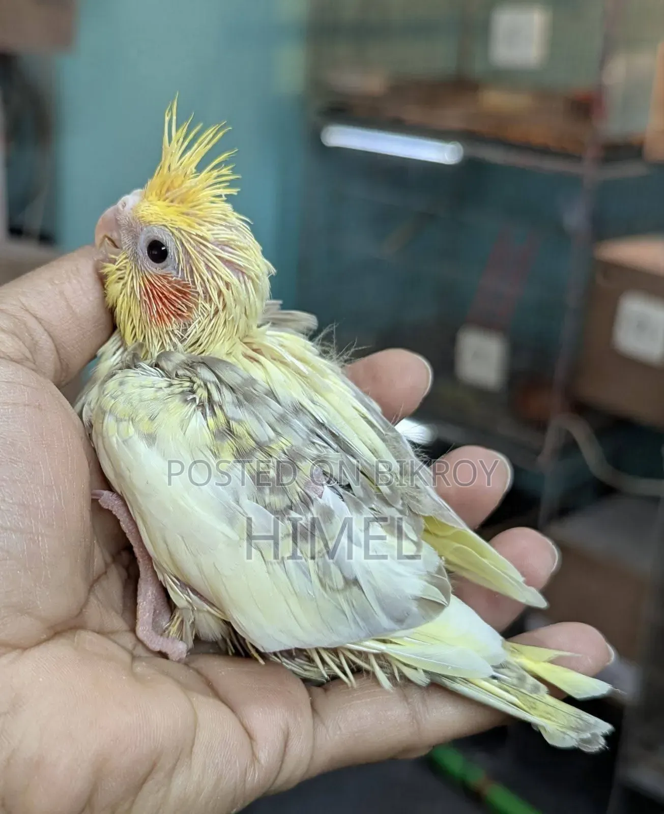 ককাটেলও লাভবার্ড সুপারটেম সাইজবেবি