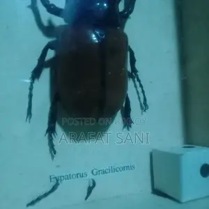 ফ্রেম করা Eupatorus Gracilicornis Insect