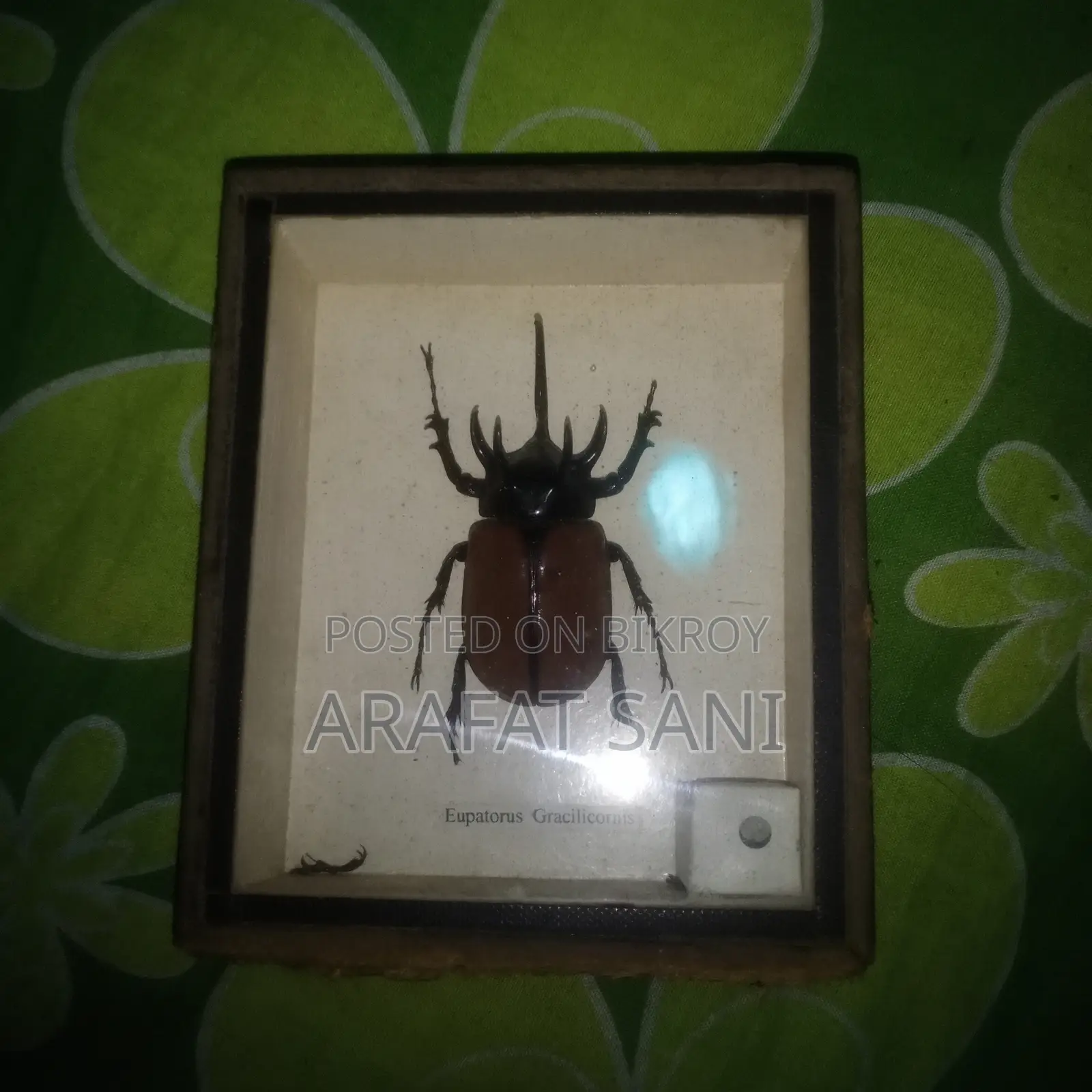 ফ্রেম করা Eupatorus Gracilicornis Insect
