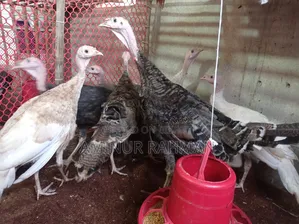 Fresh Turkey