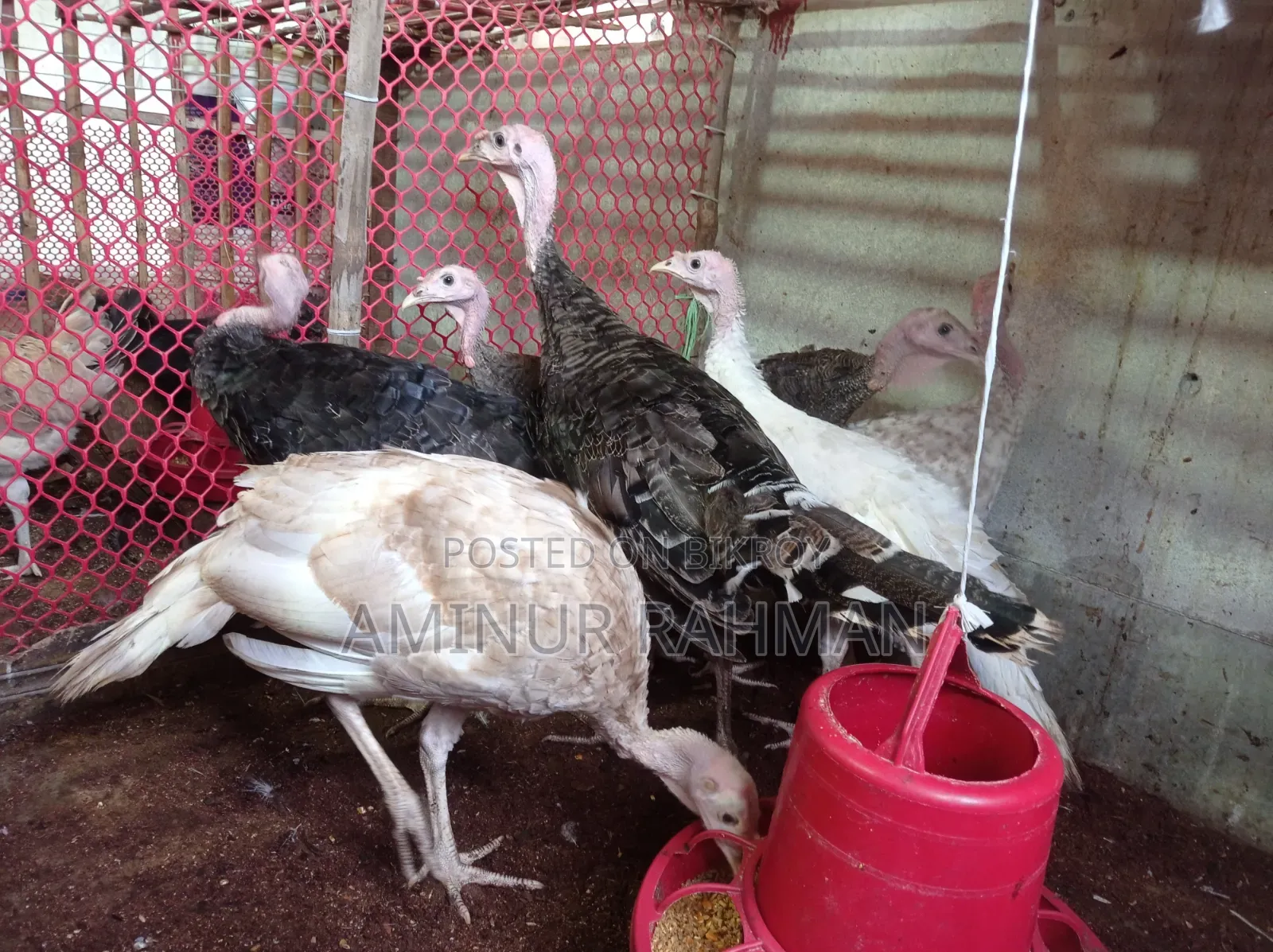Fresh Turkey
