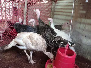 Fresh Turkey