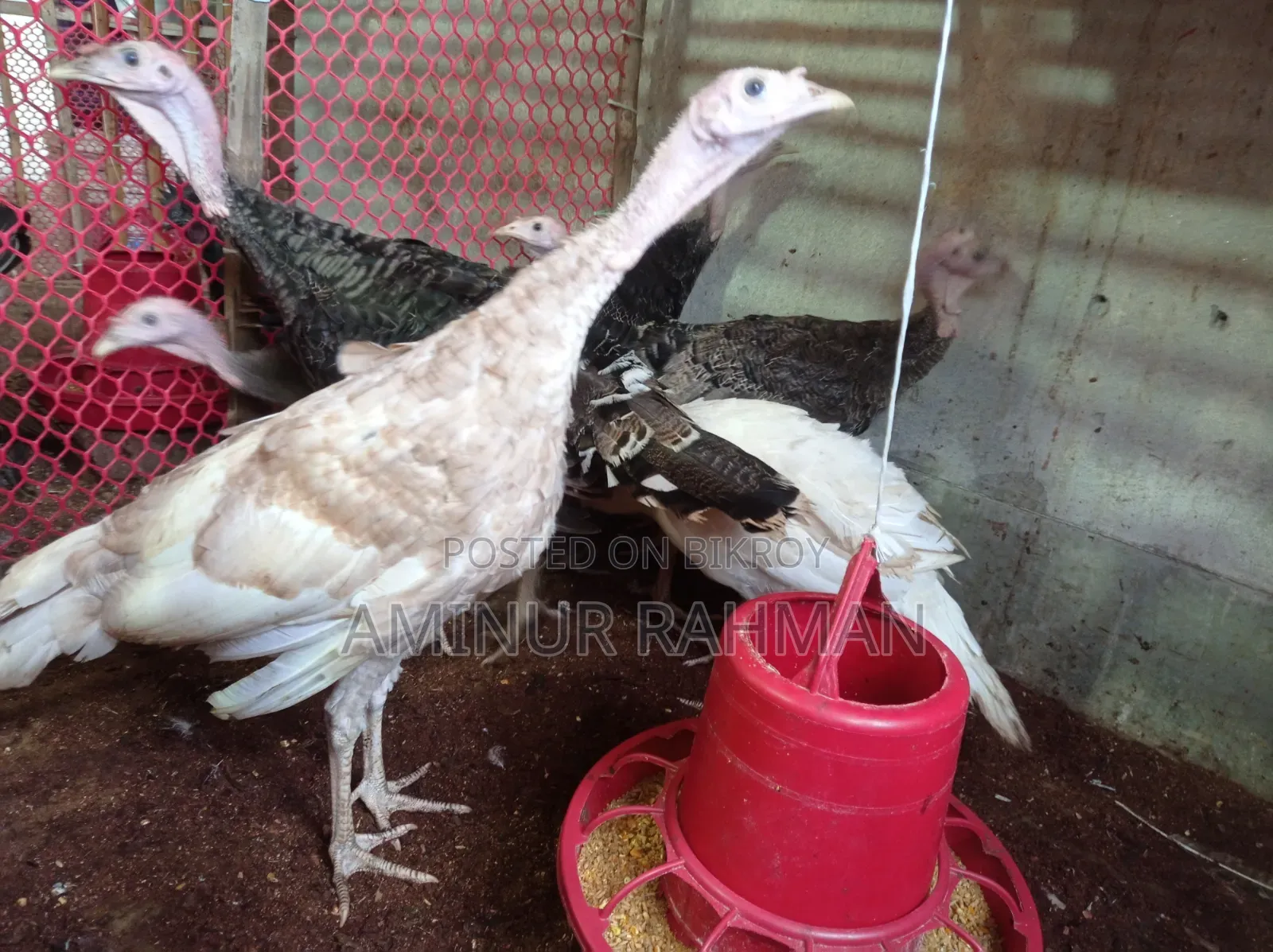 Fresh Turkey