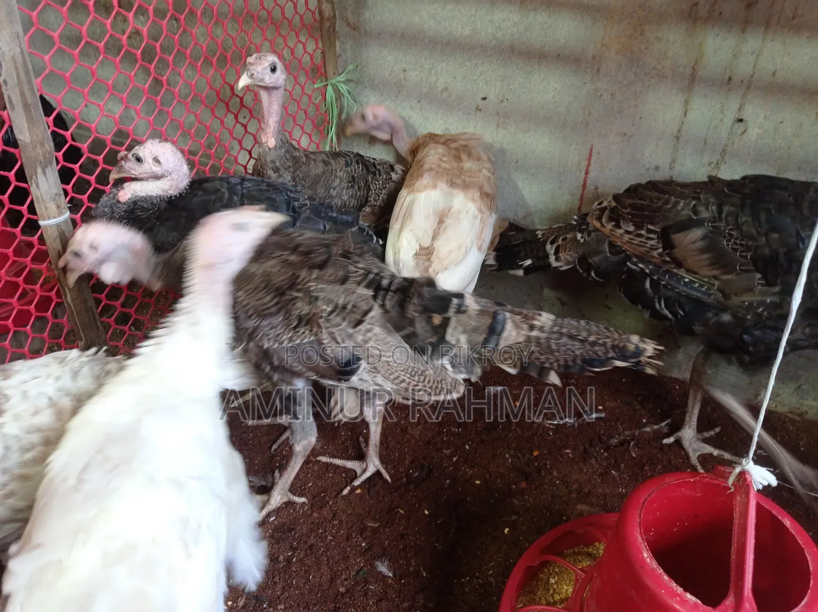 Fresh Turkey