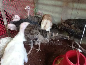 Fresh Turkey