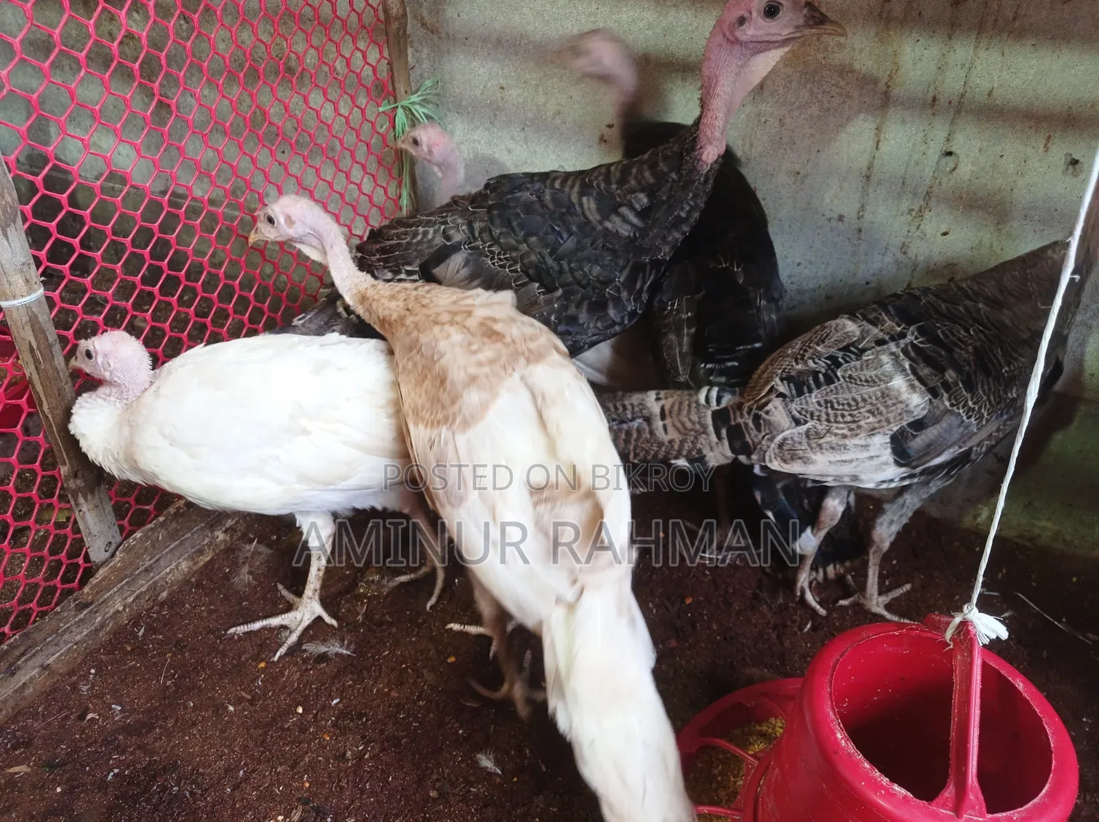 Fresh Turkey