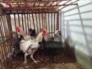 Fayoumi and Sonali crossbreed chickens, Kadaknath, Pheasant