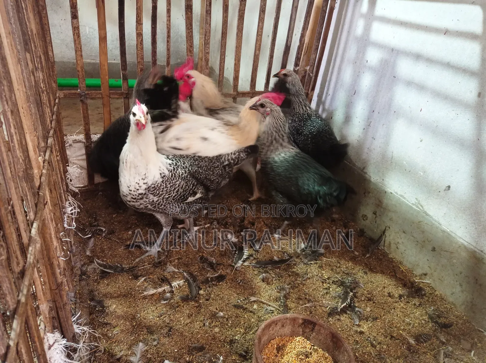 Fayoumi and Sonali crossbreed chickens, Kadaknath, Pheasant