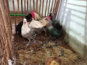 Fayoumi and Sonali crossbreed chickens, Kadaknath, Pheasant