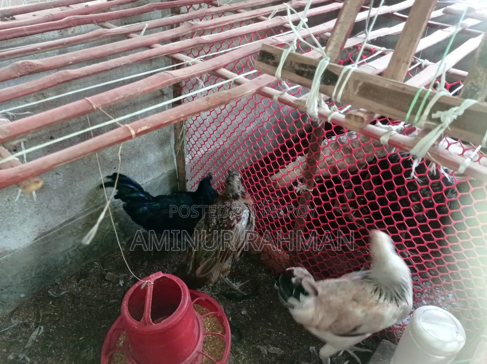 Fayoumi and Sonali crossbreed chickens, Kadaknath, Pheasant
