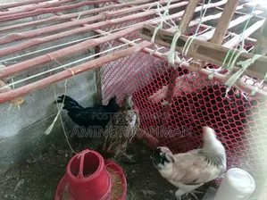Fayoumi and Sonali crossbreed chickens, Kadaknath, Pheasant
