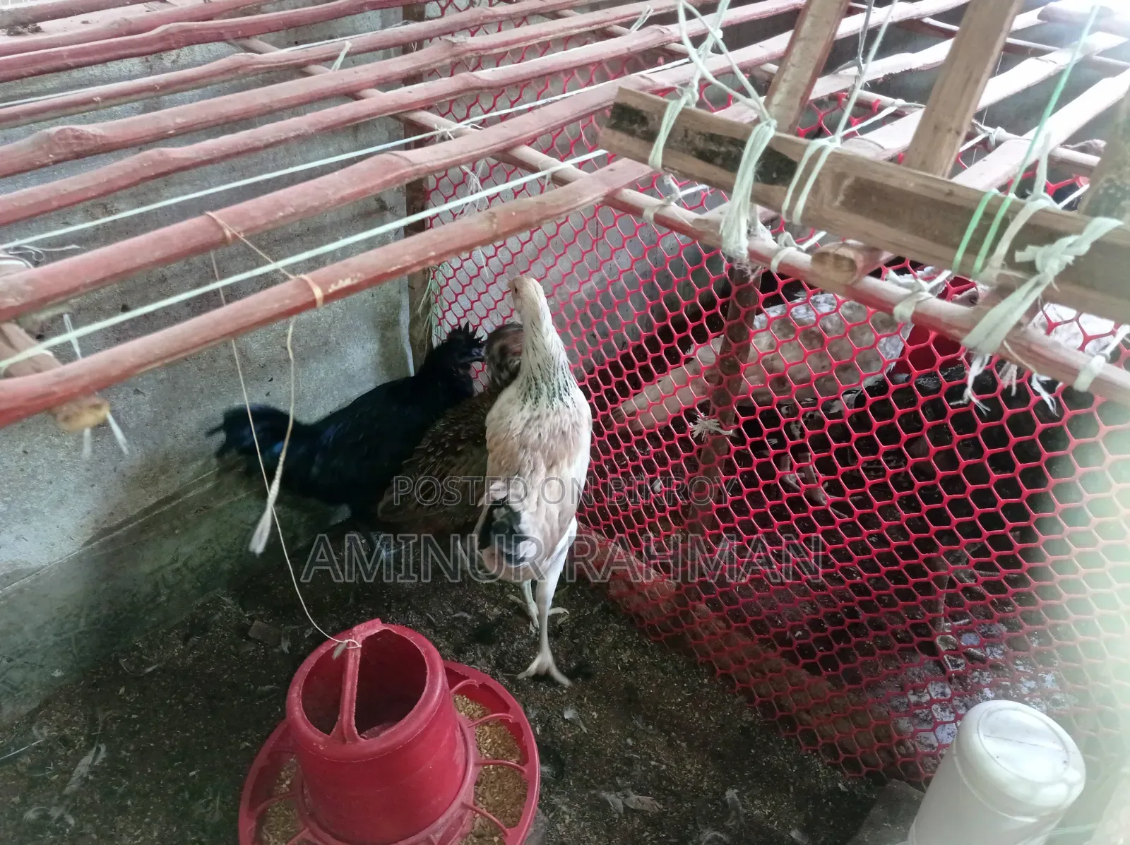Fayoumi and Sonali crossbreed chickens, Kadaknath, Pheasant