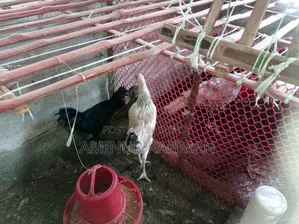 Fayoumi and Sonali crossbreed chickens, Kadaknath, Pheasant