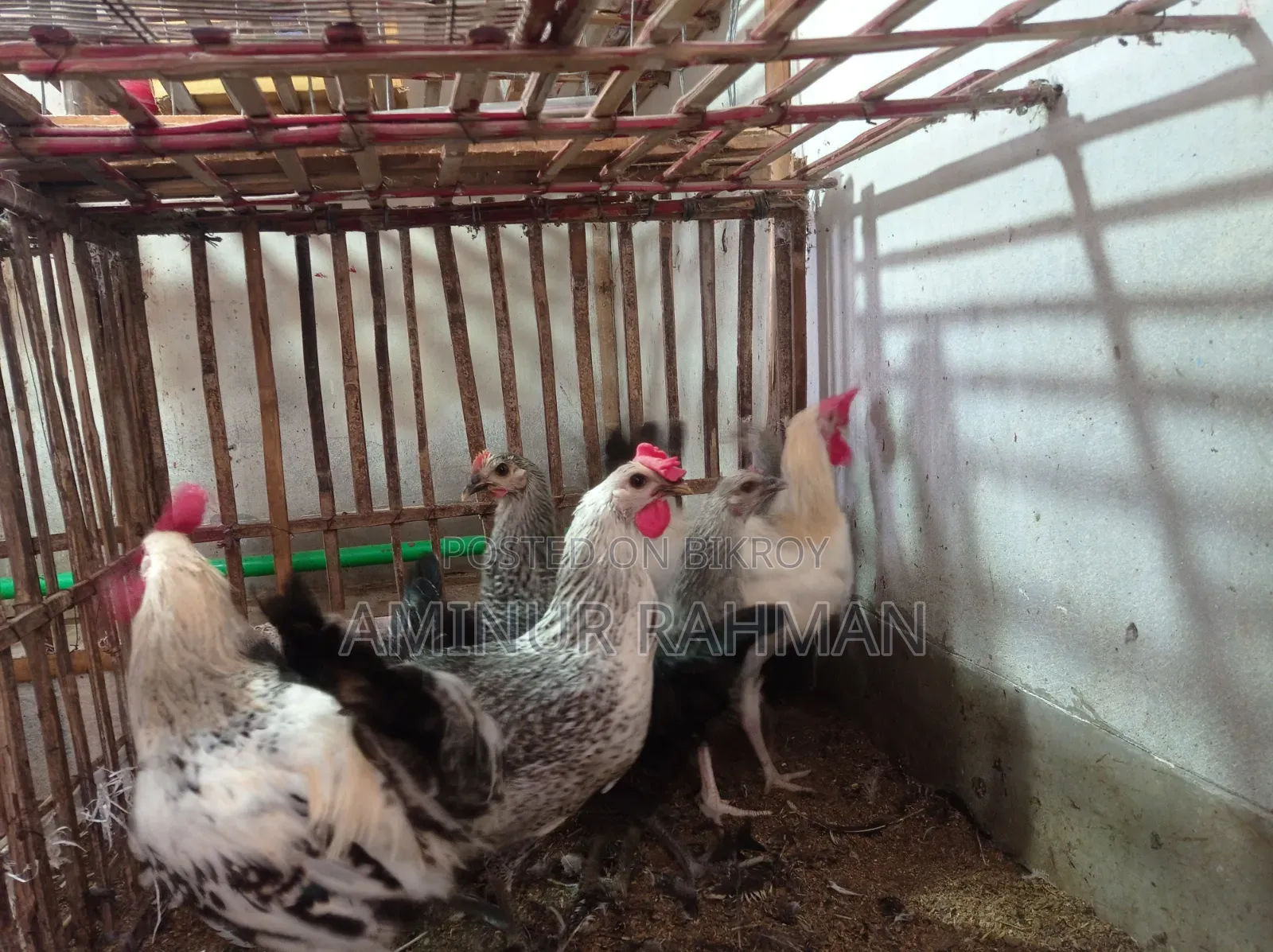 Fayoumi and Sonali crossbreed chickens, Kadaknath, Pheasant