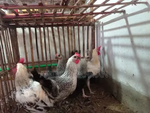 Fayoumi and Sonali crossbreed chickens, Kadaknath, Pheasant