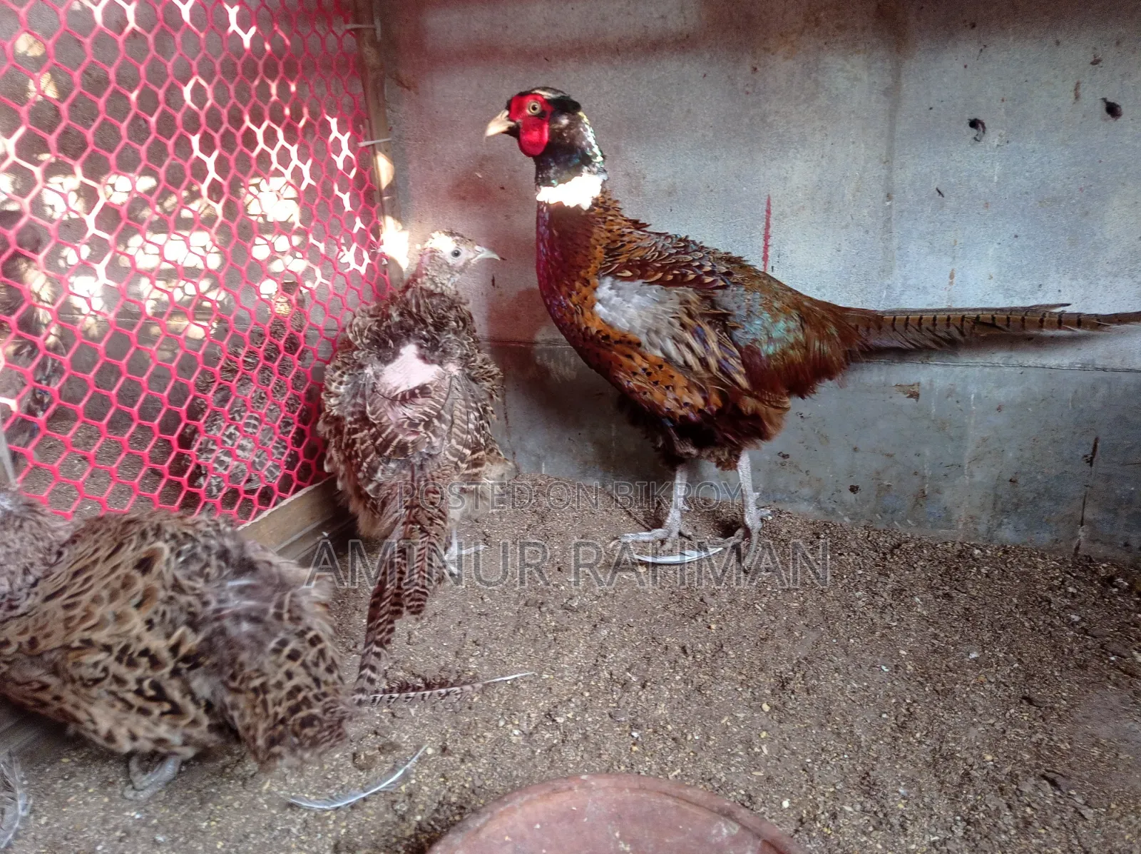 Fayoumi and Sonali crossbreed chickens, Kadaknath, Pheasant