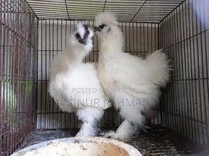 স্লিক মুরগী ও বাচ্চা