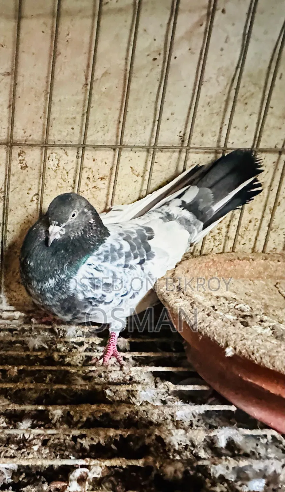 Pigeon Big Size Male Bird