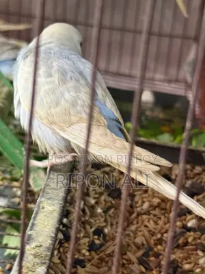 ৫ পিচ বাজিগর