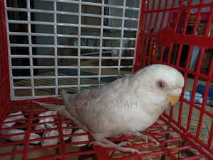 রানিং এলবিনো রেডআই বাজিগার ফিমেল পাখি