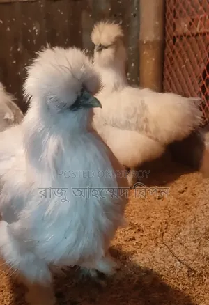 European Silkie
