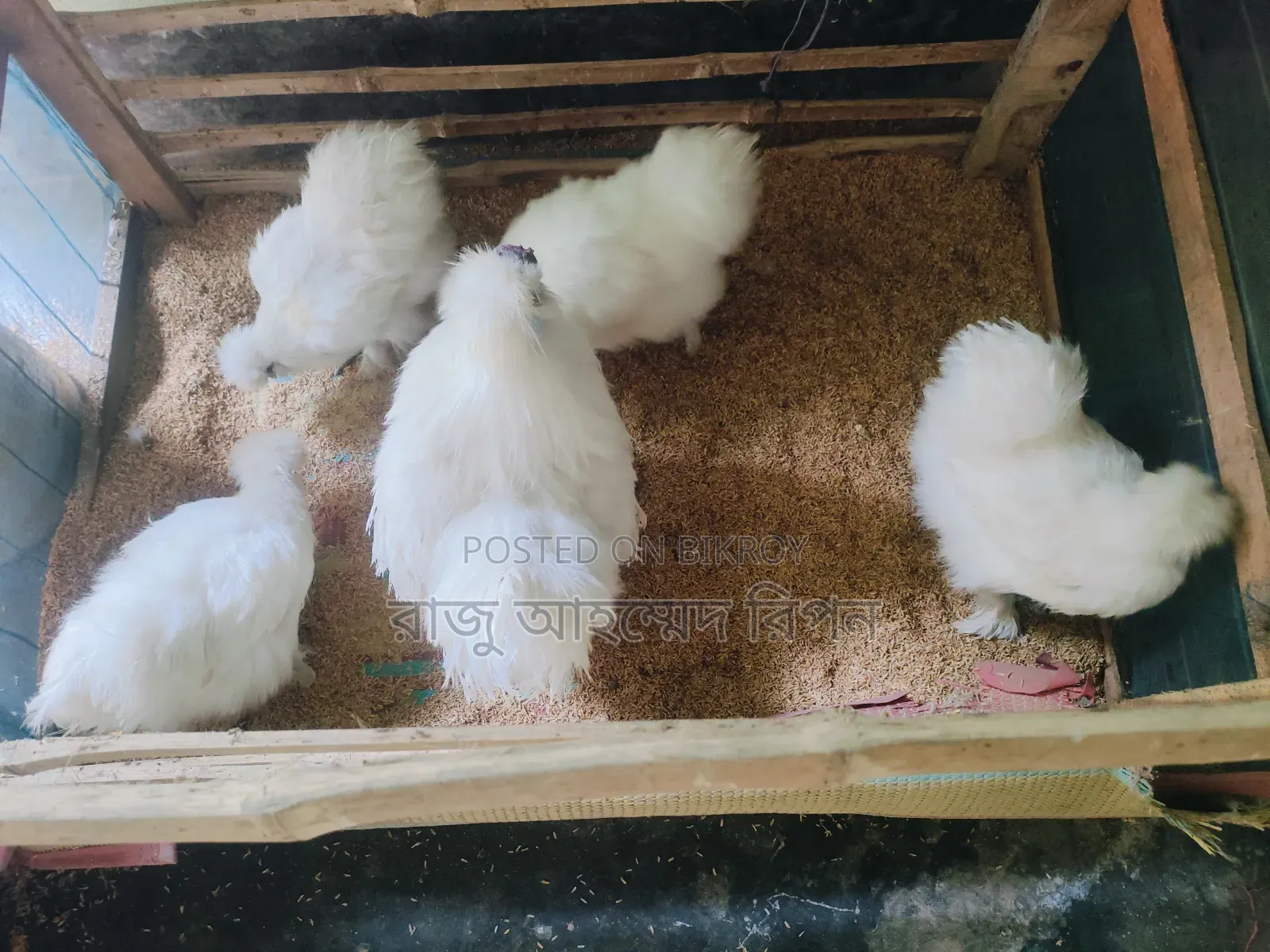 European Silkie