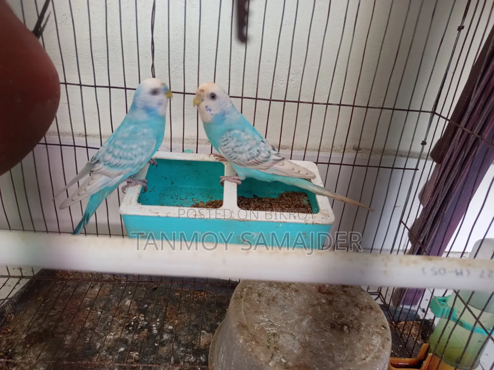 বাজরিগার পাখি Bujrigar