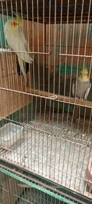 কোকাটেল পাখি