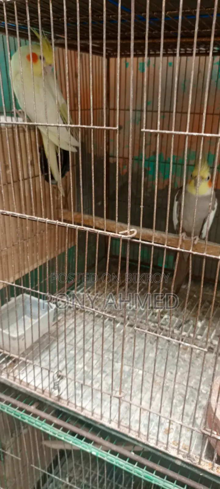 কোকাটেল পাখি