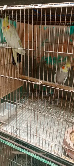 কোকাটেল পাখি