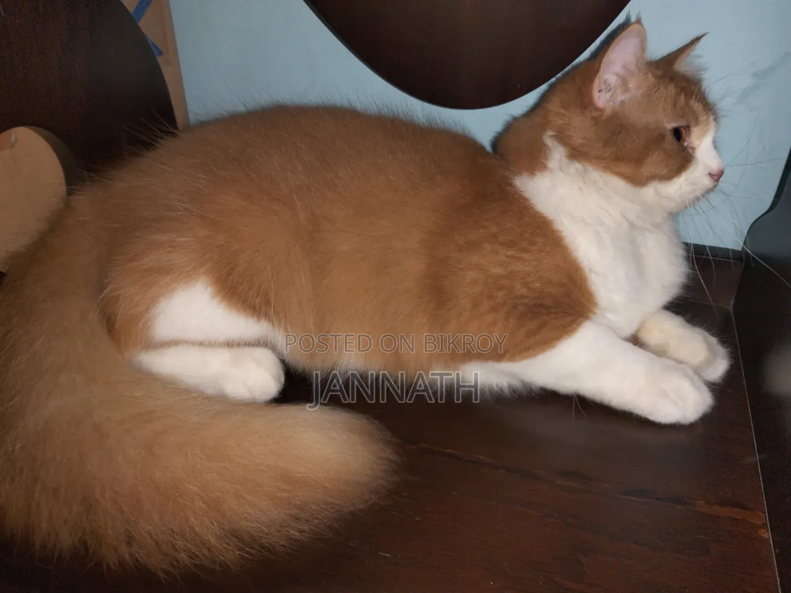 3-6 Months Female Purebred Persian