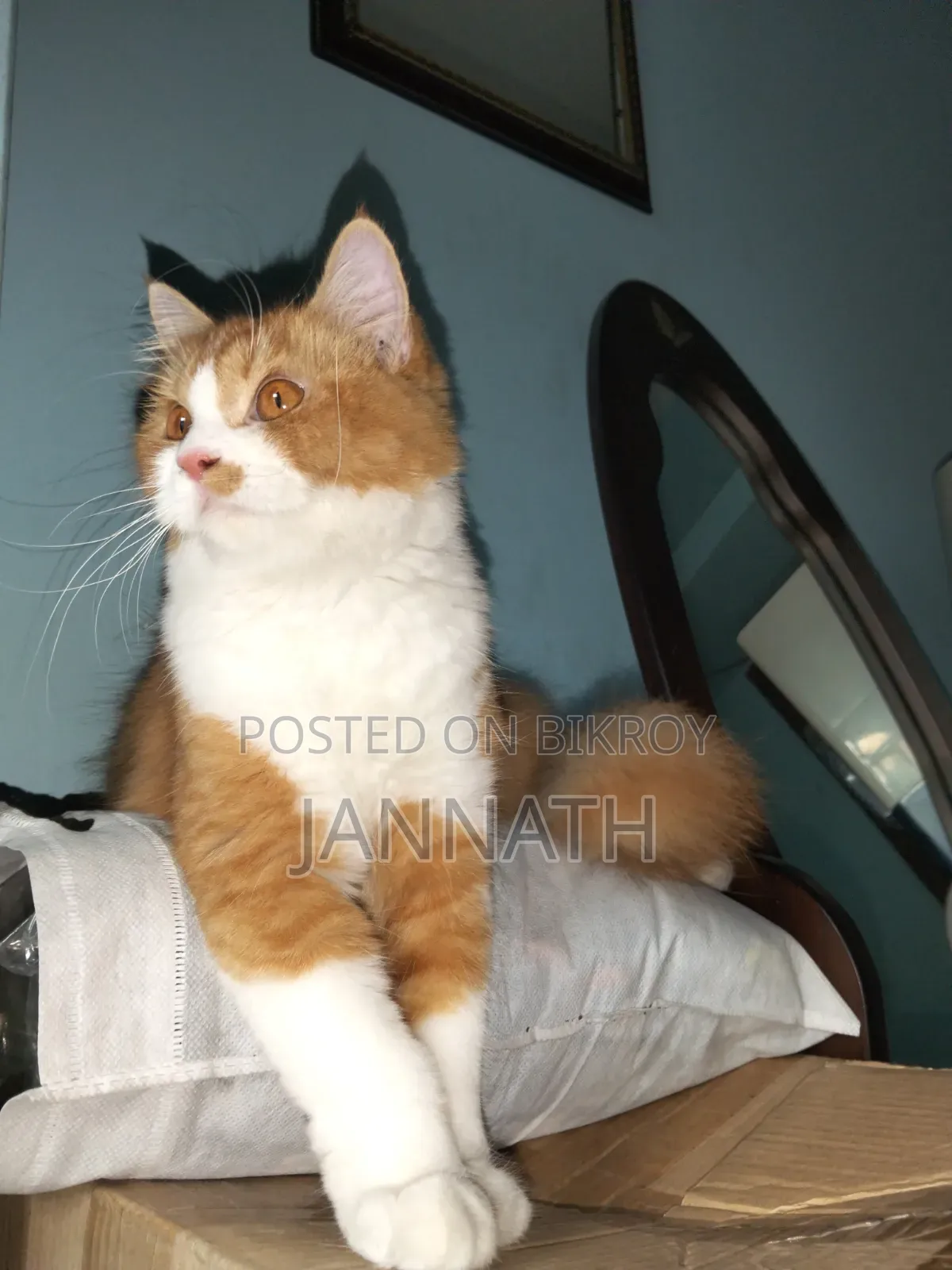 3-6 Months Female Purebred Persian